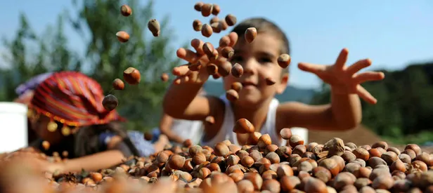 Fındık alım fiyatları belli oldu