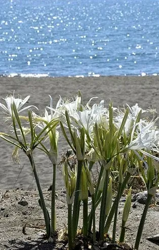 Kum zambaklarını koparana ağır ceza! 73 bin 747 TL ödeyecekler