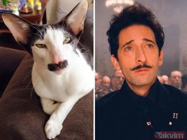 Kediler ve film karakterleri arasındaki benzerlik - 8