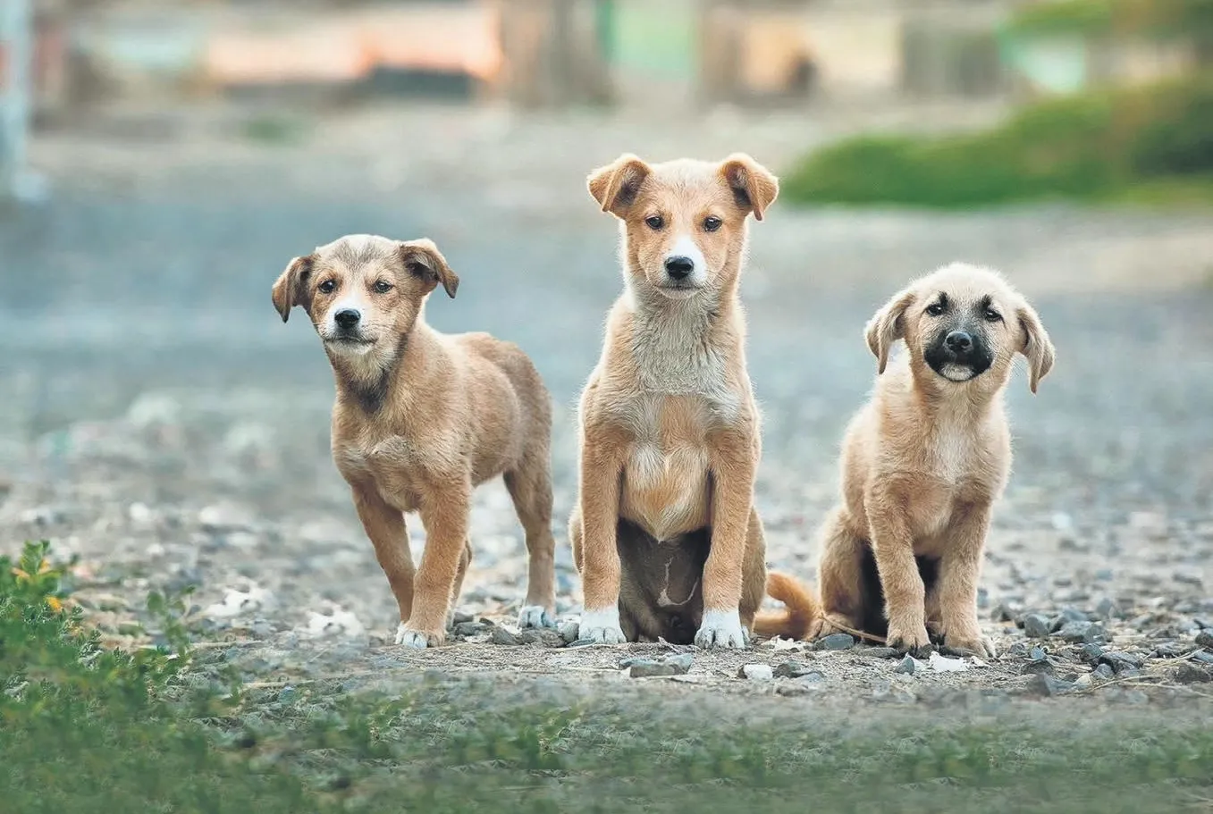 İşte işin ’Dog’rusu