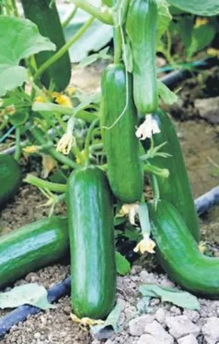 Salatalık tarlada 60 kuruş, markette 3 lira