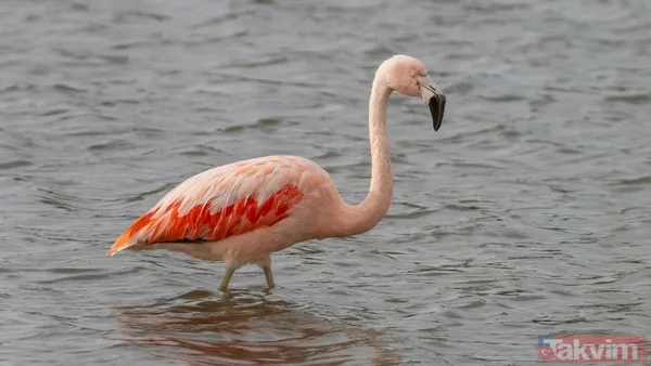 Yapay zeka kuşların evrimini geriye çekti! İlk uçuşun kökeni 60 milyon yıl öncesine ait - 11