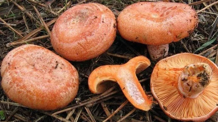 antalyada-ormandan-bedavaya-topluyor-yarim-gun-calisip-ayda-90-bin-tlye-satiyor-1703795602301.jpg Yarım gün çalışıp ayda 90 bin TL'ye satıyor! Antalya'da ormandan bedavaya topluyor-2