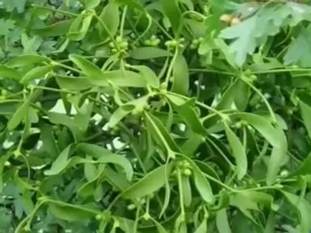 tansiyon-duzenleyici-bitki-125e-sabitliyor-tuz-bile-yukseltmiyor-1712308911402.jpg Tansiyonu şak diye düzenliyor! 12.5'e sabitliyor, tuz bile yükseltmiyor-2