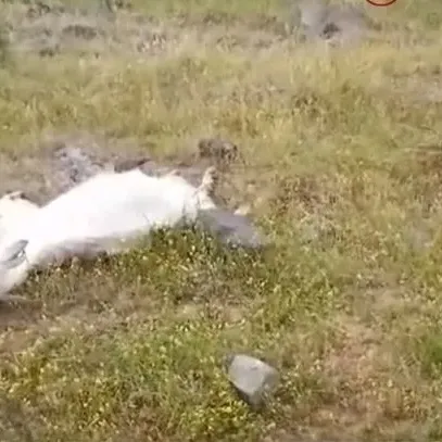 İzmir’de keçiler zehirlenerek can verdi!