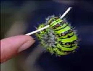 Muhteşem kareler - 45