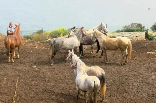 İBB'nin "kayıp at" skandalında flaş gelişme! Şube Müdürü Muhammet Nuri Coşkun görevinden alındı
