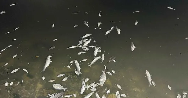 İzmir Körfezi'ndeki balık ölümleri sonrası Çevre, Şehircilik ve İklim Değişikliği Bakanlığı harekete geçti: CHP'li belediye uyarıldı!