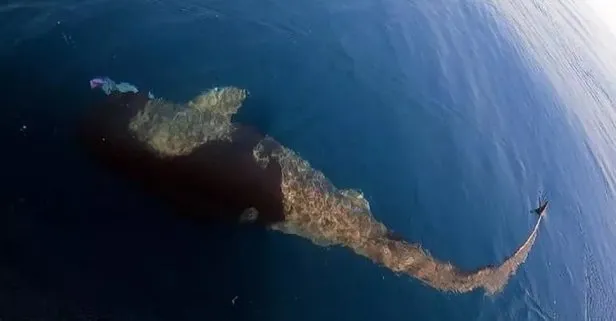 Saros Körfezi’nde yarım tonluk köpek balığı yakaladılar