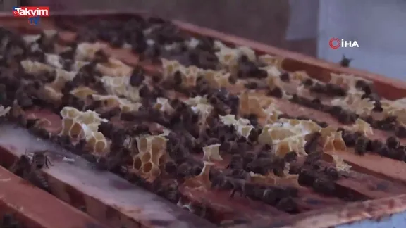 Arı ölümlerinde kışlama uyarısı!