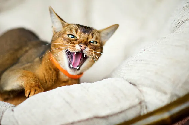 Rüyada kedi görmek ne anlama gelir? Rüyada yavru kedi görmek neye yorumlanır? Rüyada kedi yavrusu sevmek hayırlı mıdır?