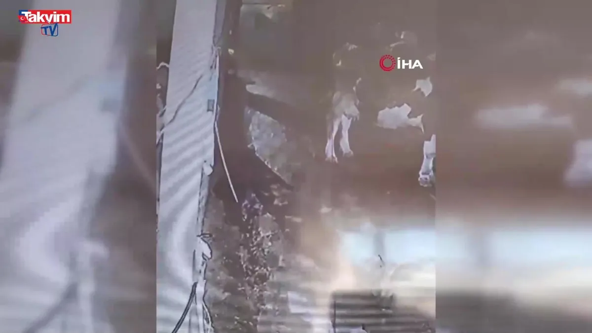 Diyarbakır’da yıldırım hayvan çiftliğine isabet etti