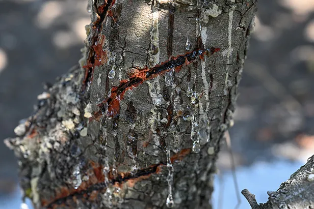 bu-agactan-resmen-altin-damliyor-kilosu-3-gram-altin-fiyatina-gidiyor-1695730049952.jpg Bu ağaçtan oluk oluk akıyor! Kilosu 3 gram altın fiyatına gidiyor-6