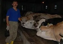 Böyle kurbanlığı almayın