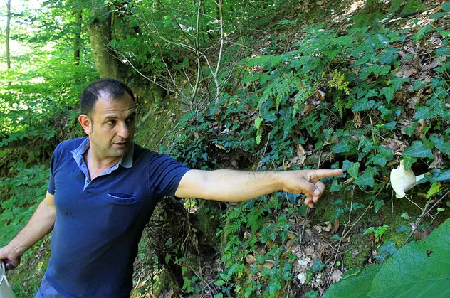 Bu mantarın değerine paha biçilemiyor! Bulmak neredeyse imkansız... Kocaeli'de kırmızı tirmit...