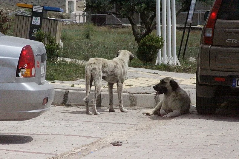 hatayda-basibos-kopekler-7-yasindaki-cocugu-kovaladi-oglum-okula-gitmek-istemiyor-1778741289603.jpeg Hatay'da başıboş köpekler 7 yaşındaki çocuğu kovaladı: Oğlum okula gitmek istemiyor-3