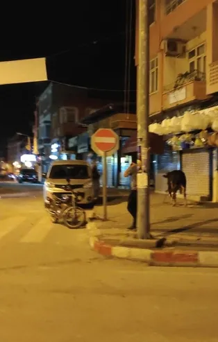 Kaçan dana ortalığı karıştırdı