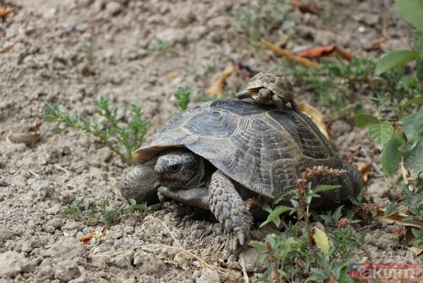 15 yıldır bakıyor! 70 yaşındaki Zekiye Artut 3 kaplumbağa sahibi - 10