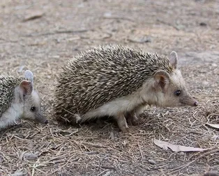Rüyada kirpi görmek ne anlama gelir?
