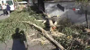 Kartal’da lodos nedeniyle ağaç devrildi