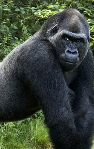 Rüyada goril görmek ne anlama gelir?