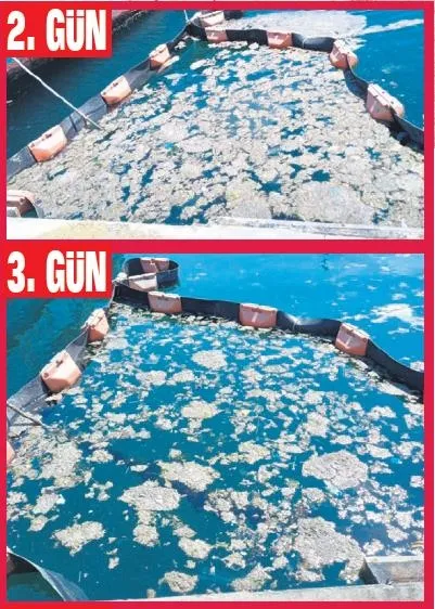 Bilim insanları, deniz salyasını bitirmek için laboratuvara girdi: Müjdeli haber İstanbul Üniversitesi'nden geldi-3