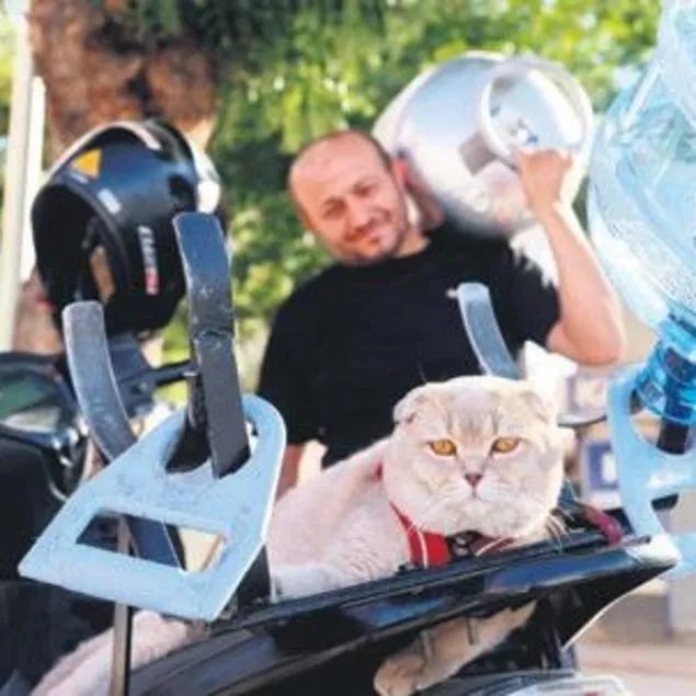 Tüp hare’kedi’