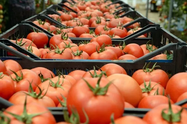 Pandemiye rağmen artış sürdü: 2019'da 5,3 milyar dolar...