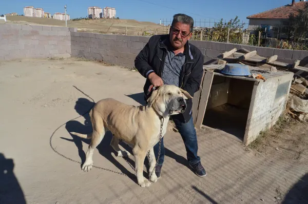 30-bin-tl-degerindeki-malakli-cinsi-kopegi-calindi-bulana-gorene-ve-haber-verene-yarim-altin-verecek-1633604191594.jpg 30 bin TL değerindeki 'Malaklı' cinsi köpeği çalındı! Bulana görene ve haber verene yarım altın verecek-5