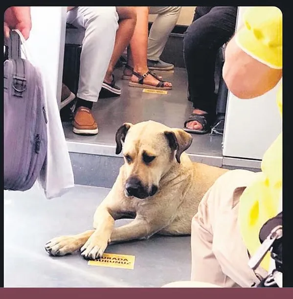 İstanbul Arnavutköy'de bir parkta yeni doğmuş bebek bulundu (Yaşam haberleri)-5