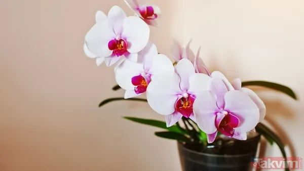 Orkideler, Estetik Görünümleri Ve Hoş Kokularıyla Çiçek Açtığında Herkesi Etkisi Altına Alabiliyor. Orkideyi Çiçek Açtırmak İçin Bazı Özel Tekniklere İhtiyaç...