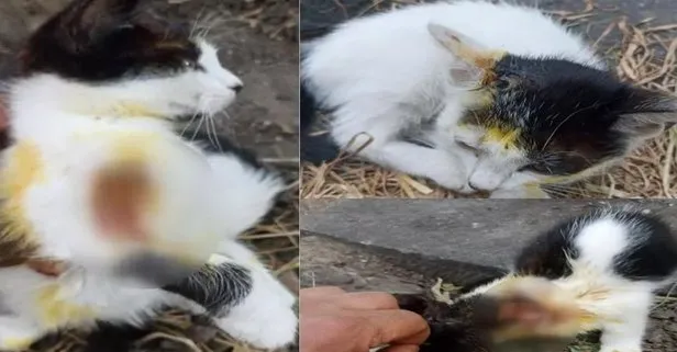 İstanbul’da korkunç olay! Eyüpsultan’da kedilerin üzerine asit döküldüğü iddiası hayvanseverleri ayağa kaldırdı