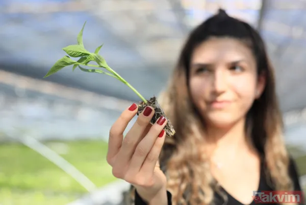 İsottan 50 kat daha acı! Şili biber yılda 72 bin ton üretiliyor - 5