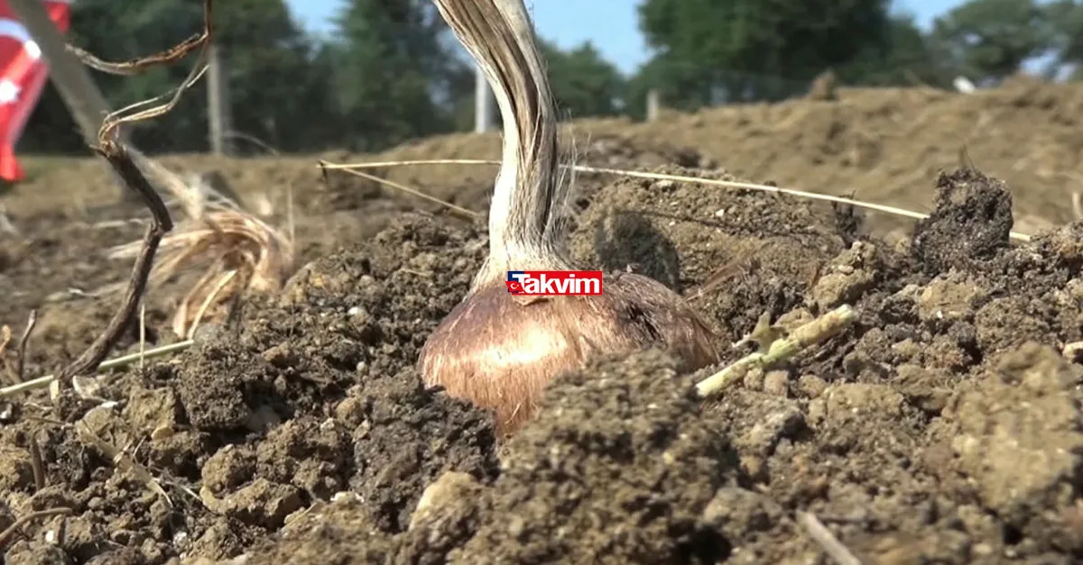 1 kilosundan 50 bin TL kazanıyor! Mühendisliği bırakıp memleketine yerleşti! Bu iş sayesinde yıllık kazancı dudak uçuklatıyor!