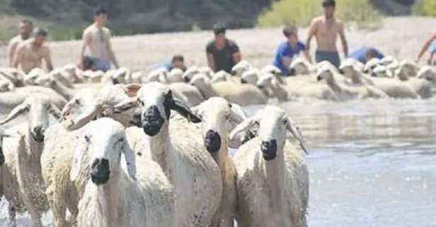Sivas’ta geleneksel koyun yıkama etkinliği