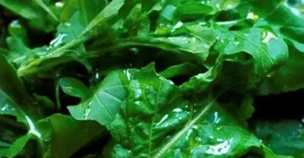 Roka'nın faydaları saymakla bitmiyor! İşte faydaları...