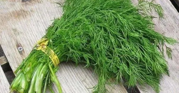 Kemiklere dereotu