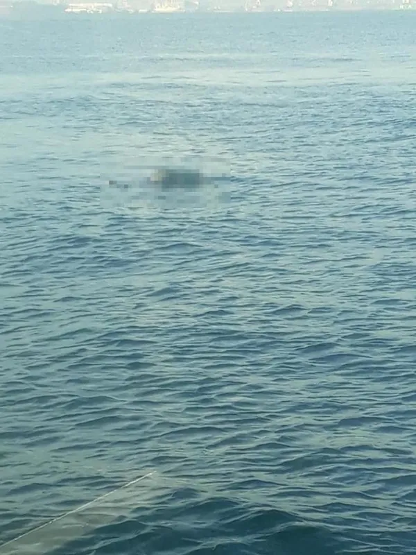 2-haftalik-ceset-denizden-cikarildi-1664268903840.jpg 2 haftalık ceset denizden çıkarıldı-2