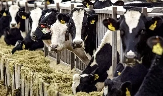 Hayvan yetiştiricilerin toplu para ihtiyacına yönelik birçok banka, kredi fırsatı sunmaktadır-4