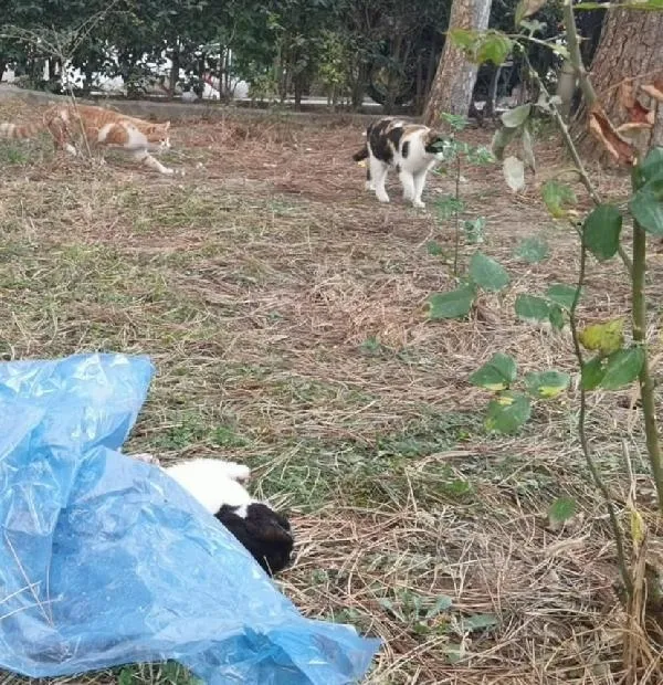 bursada-kan-donduran-olay-5-ayda-4-kedi-patileri-kesilmis-karni-parcalanmis-1669705299505.jpeg Bursa'da kan donduran olay: 5 ayda 4 kedi! Patileri kesilmiş karnı parçalanmış...-2