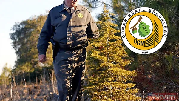 2025 OGM PERSONEL ALIMI: Orman Genel Müdürlüğü personel alımı başladı mı? Başvuru şartları neler? - 3