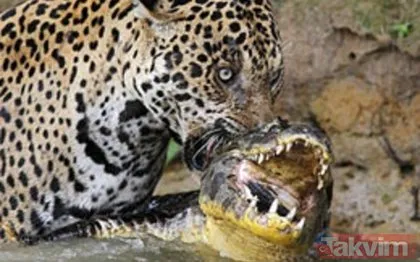 Timsah ve jaguarın inanılmaz karşılaşması nefesleri kesti! İşte acımasız savaş