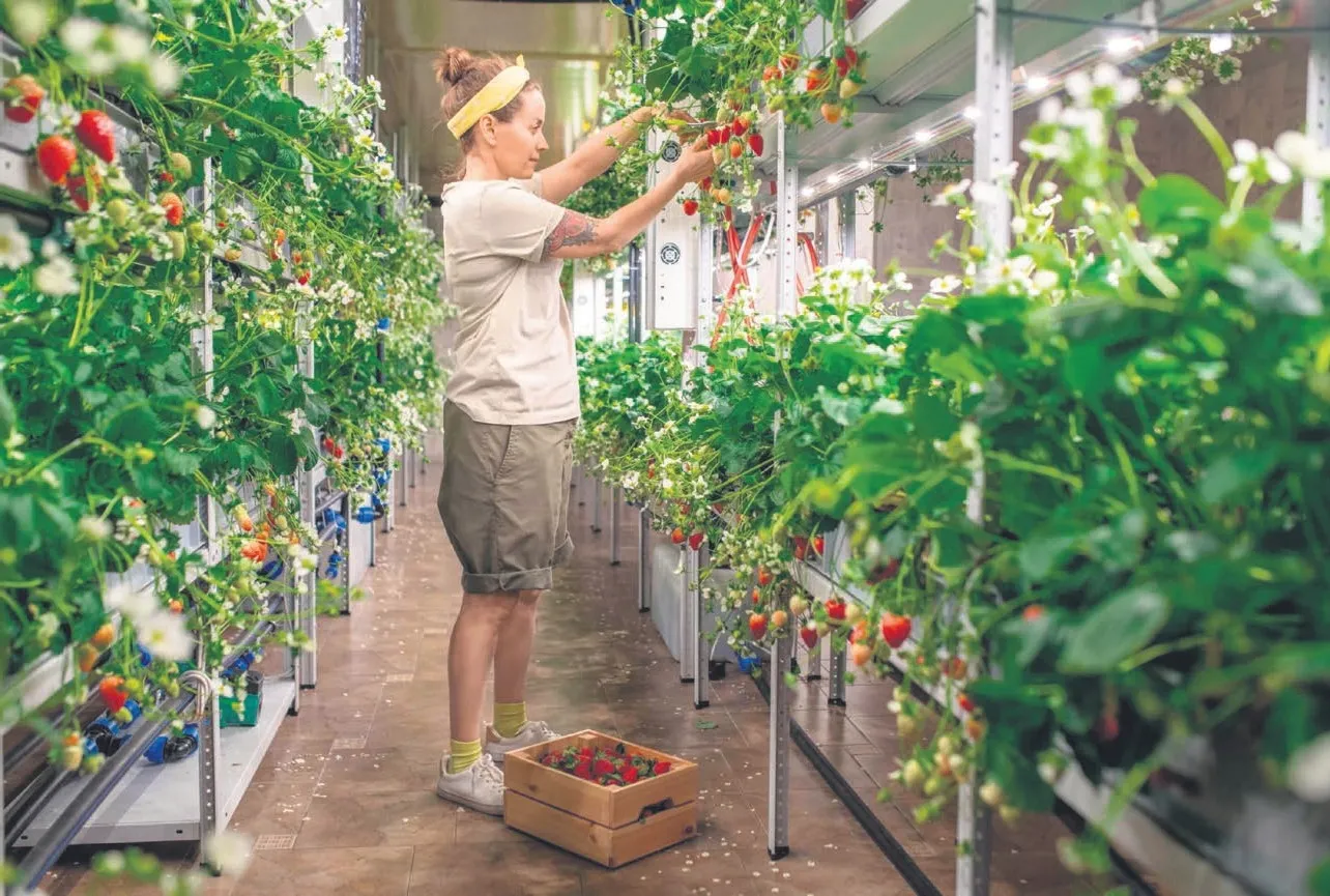 Susuz tarım hayat kurtaracak!