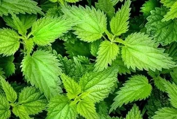 Isırgan otu sağlık dolu