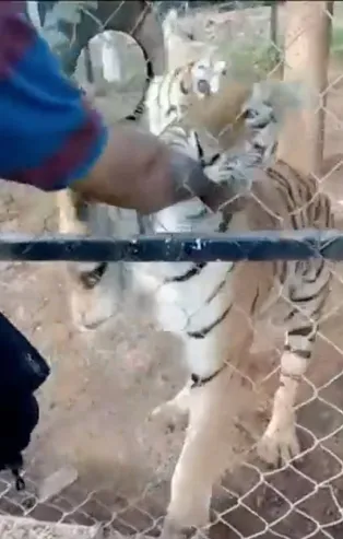 Korkunç olay! Kaplan bakıcısını öldürdü