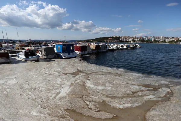 son-dakika-marmara-denizi-musilajla-deniz-salyasi-kaplandi-uzmanlar-uyardi-midye-yemeyin-felc-kalabilirsiniz-1622882658870.jpg SON DAKİKA: Marmara Denizi müsilajla (deniz salyası) kaplandı! Uzmanlar uyardı: Midye yemeyin felç kalabilirsiniz-19