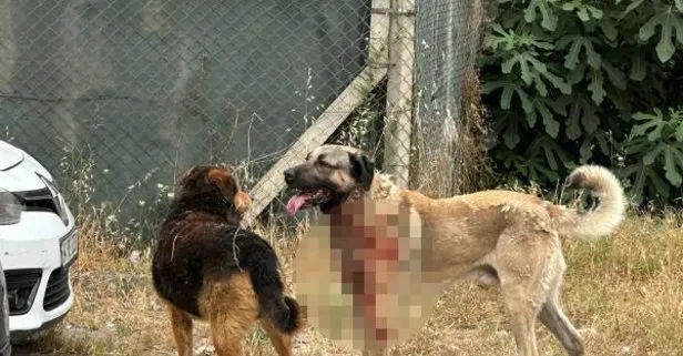 Ataşehir’de köpek dehşeti! Köpeğin saldırdığı kadın ağır yaralandı