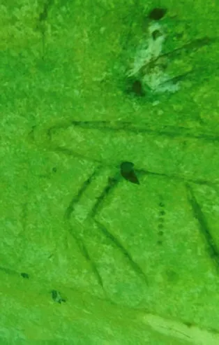 Dünyada sadece 6 yerde var biri Türkiye'de! Su altında şans eseri bulundu! Paleolitik Dönem'e ait...