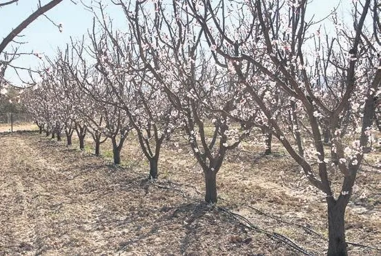 İstanbul 25 derece olacak