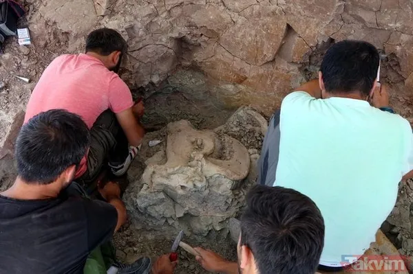 Çankırı'da 8,5 milyon yıllık fosil bulundu! - 3